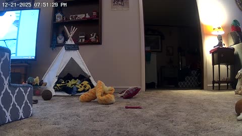 Teddy Bear Cam!