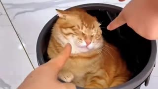 Dog's Comedy Videos 🤣 so cute videos 😍 funny videos in puppies comedy scenes 😂 Live Camera HD 🤣