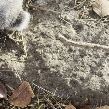 Soft Bunny Hops – Bunny Ballet