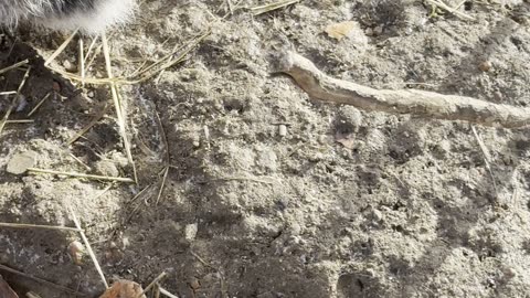 Soft Bunny Hops – Bunny Ballet