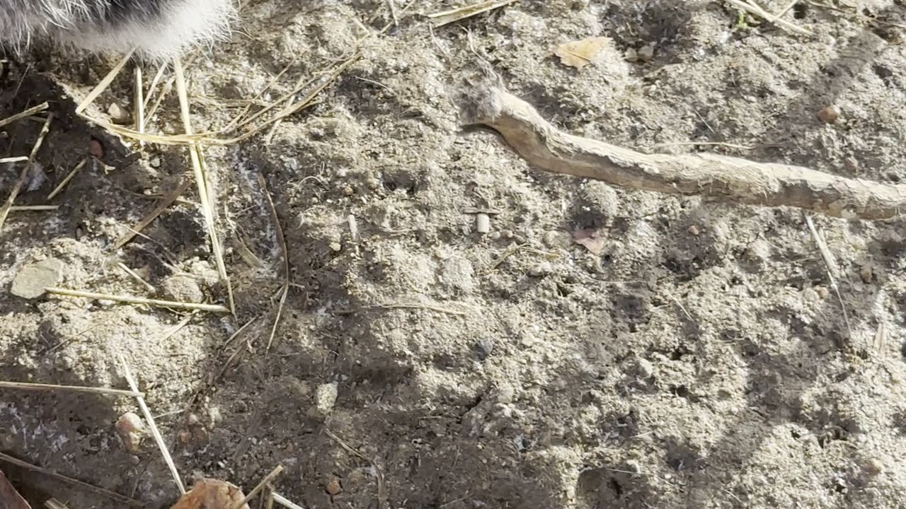 Soft Bunny Hops – Bunny Ballet