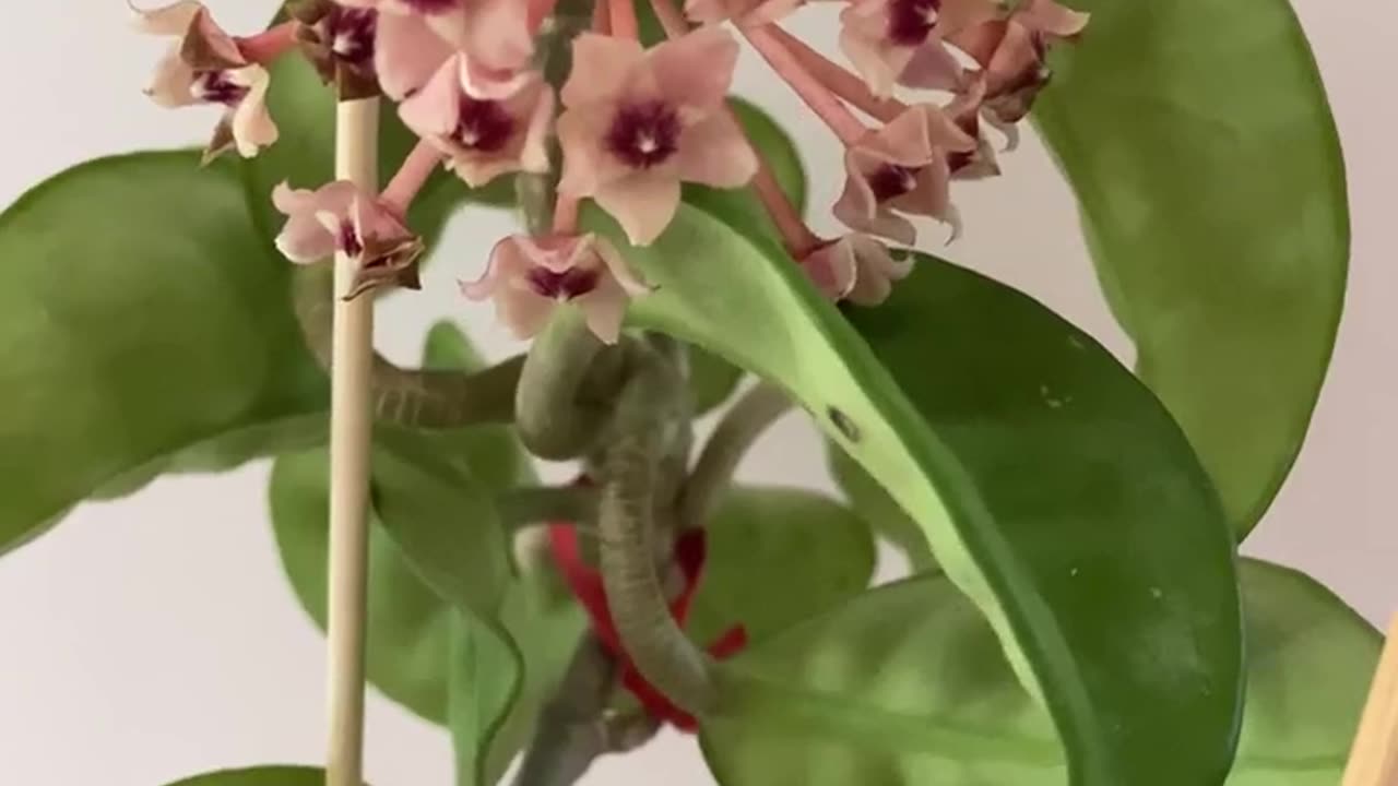 #Hoya Surprises: Part4 - Hoya Krinkle8 #flowers starting to drop off a month after #blooming #plants