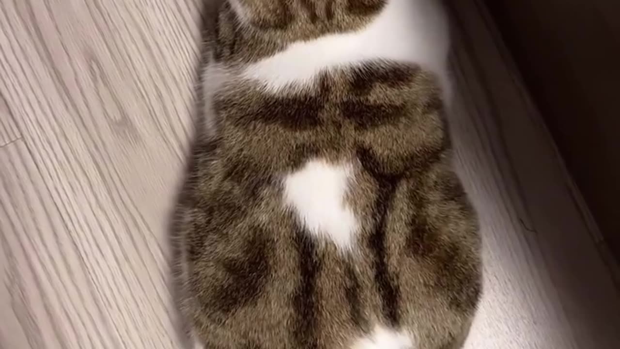 She is dog or cat? 😂😂