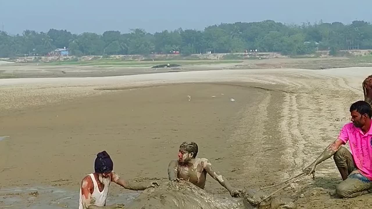 মহিষ আটকা পড়ল।