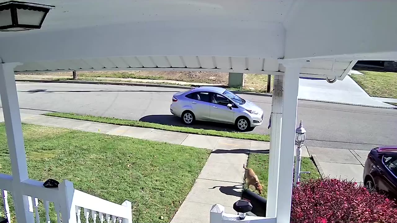 Excited Dog Jumps From Second-Story Window