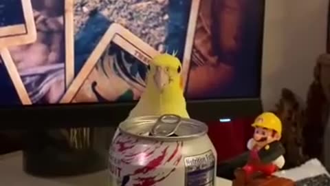😂🐾 You Won't Believe This Hilarious Hide and Seek Fail! Cache-Cache | FunFM