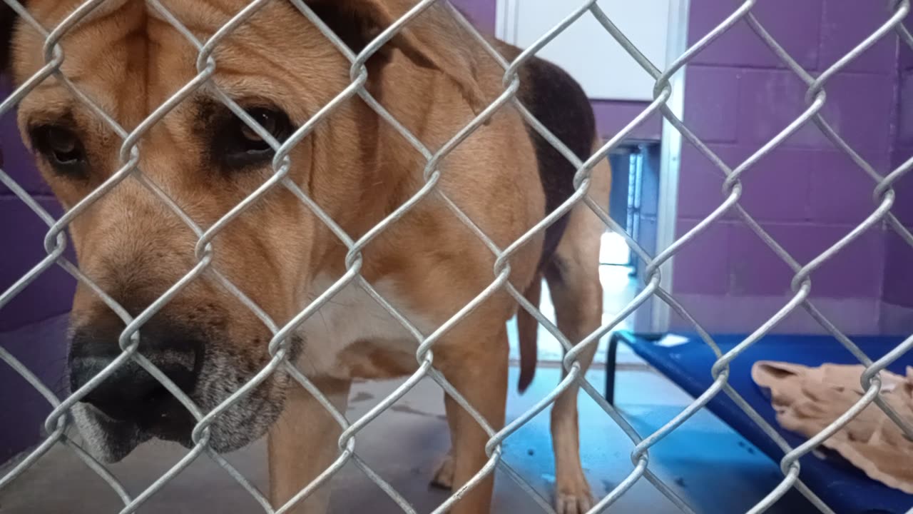 Nugget 5y Pet Id 946758 kennel 15 HSSAZ shelter he gets barky @ new people but he's a love20251031183