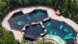 Canada's Marineland may euthanize 30 whales without funding