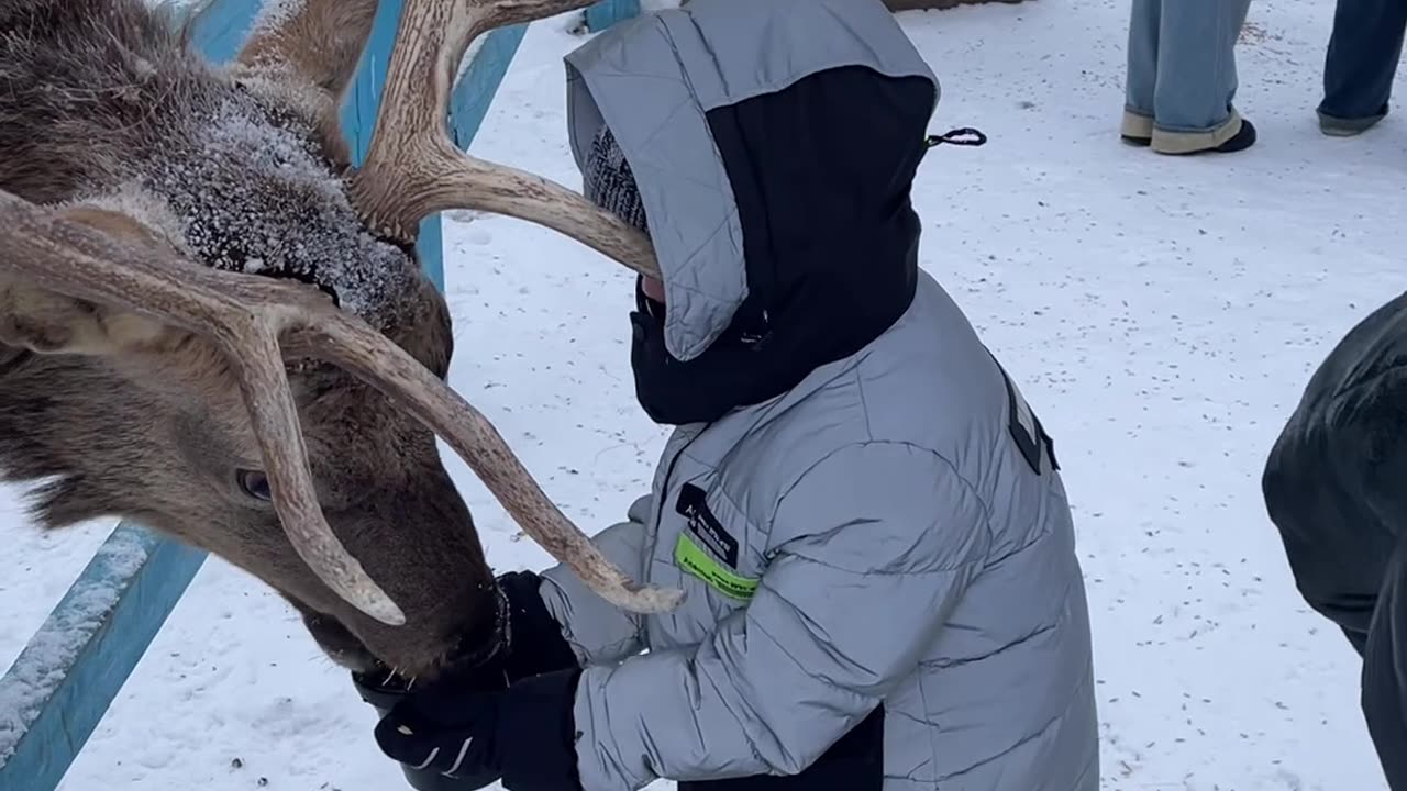 Boy's Jacket Gets Hooked on Reindeer's Antlers