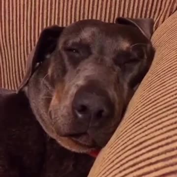 Dogs Reaction After Farting