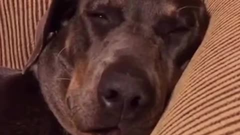 Dogs Reaction After Farting