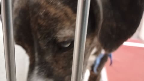 Jasper 3y A858720 kennel 178 PACC shelter had some groovy high value goodies he enjoyed🩷20251207563