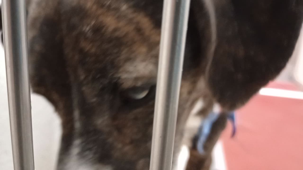 Jasper 3y A858720 kennel 178 PACC shelter had some groovy high value goodies he enjoyed🩷20251207563