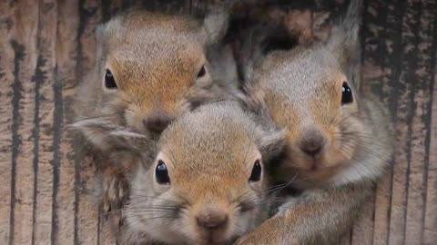 Baby Squirrels Crowd In Hollow