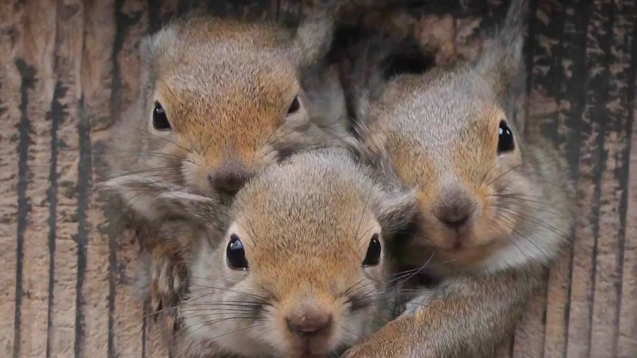 Baby Squirrels Crowd In Hollow