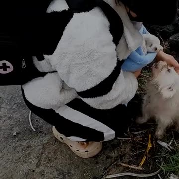 Rescue a family of dogs