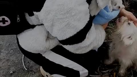 Rescue a family of dogs