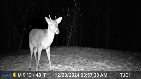 The Little Buck