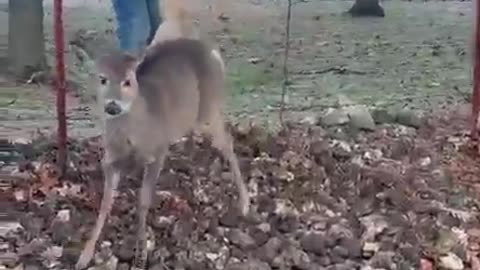 Man Rescues Deer Stuck in Barbed Wire Fence || ViralHog