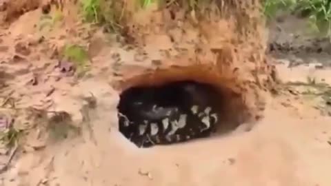 Gator Raised As A Bird