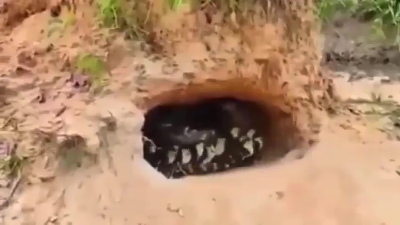 Gator Raised As A Bird