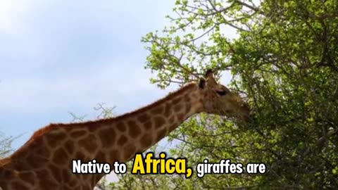 Giraffe is the tallest land animal