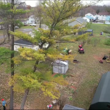 Tree Felling in Tight Spaces #short