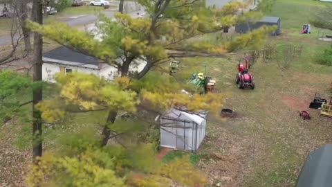 Tree Felling in Tight Spaces #short