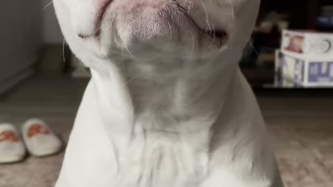 Rosalina the Pittie Giving a Piece of her Mind