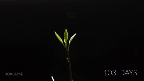 Growing AVOCADO Tree Time Lapse - 127 Days