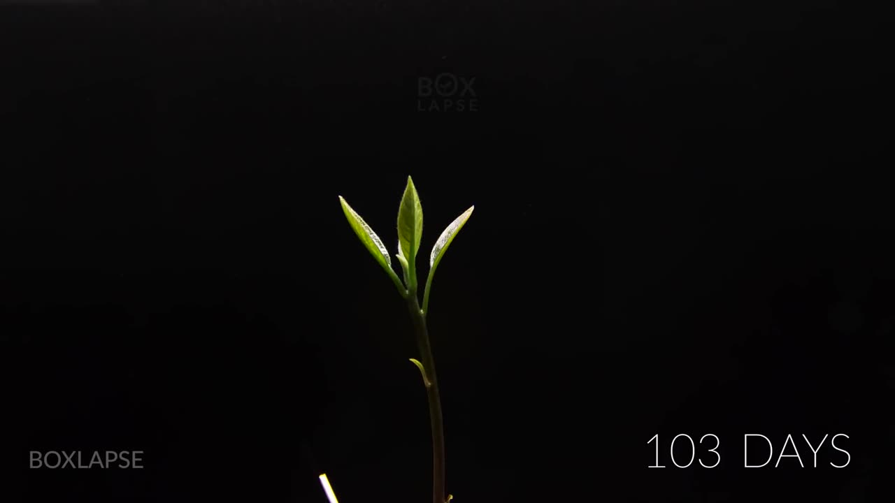 Growing AVOCADO Tree Time Lapse - 127 Days
