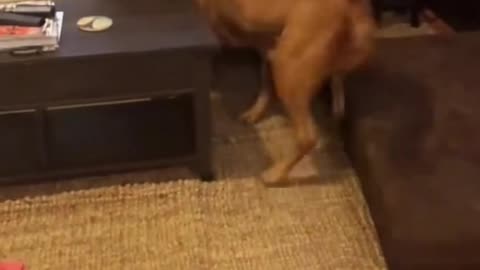 🤣 Funny Animals 2025 | Funniest Dogs Video Ever 🐶😂 | Animal Vised