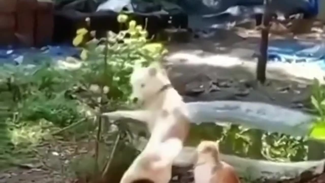 Funny animals video