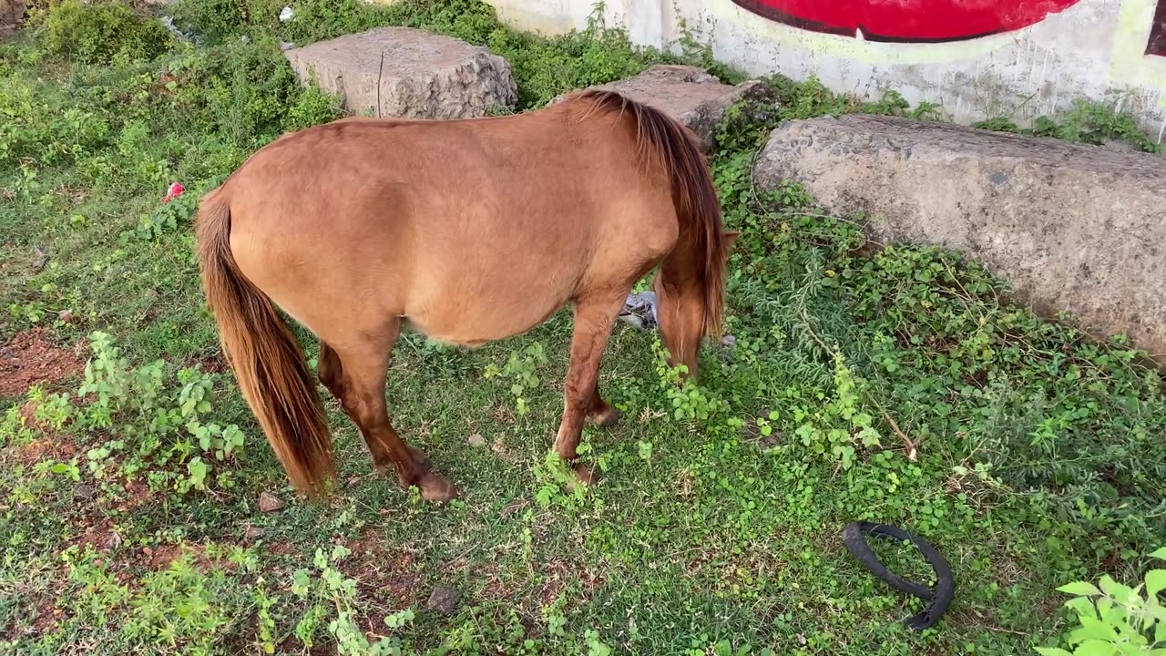 beautiful brownish hourse