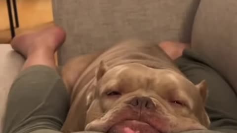 Dogs react to fart