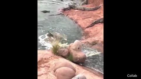 Epic Funny Animal Clips – Try Not to Laugh or Hold Back | Animal Failed 2025