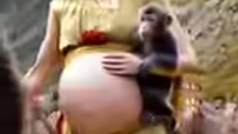 Baboon Proves He's the Best Baby Daddy!😂❤️ Romantic Love at its Finest😂