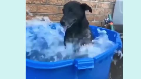 Cute Puppies Masti time swimming pool funny videos 🤣🤣