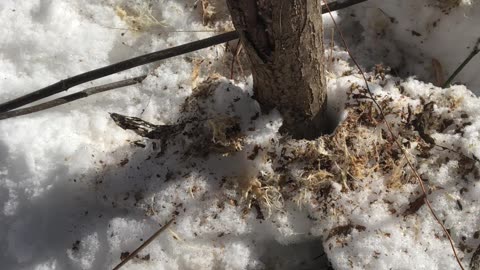 Deer Hunting: Fresh Snow and a Fresh Rub!