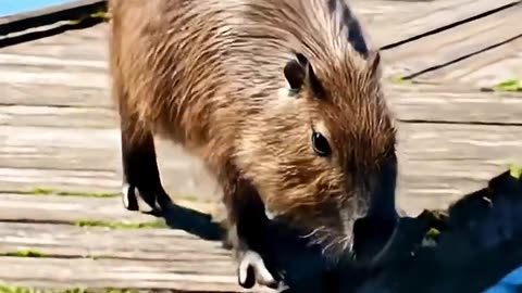 Capybara Diving Champion 🦫💦 | Funny & Cute AI Short