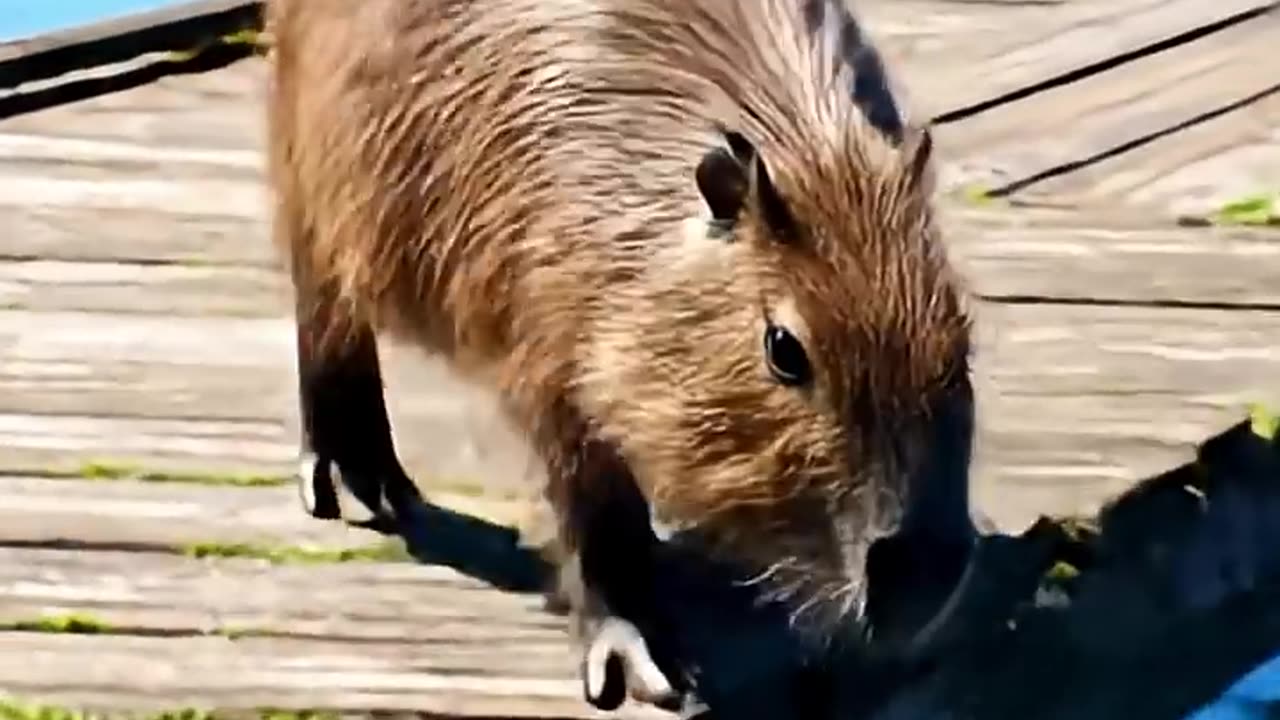 Capybara Diving Champion 🦫💦 | Funny & Cute AI Short