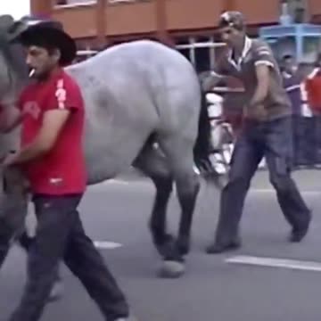 Don't Mess With Me 🐎😂