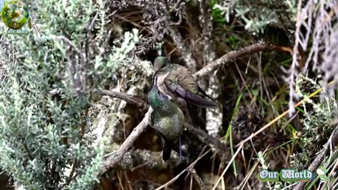 Ecuadorian Hillstar