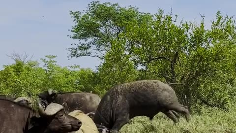 Buffaloes Trample Injured Lion in Epic Wildlife Drama