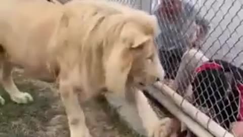 Lion politely insists visitors obey the rules.. 🦁🥹