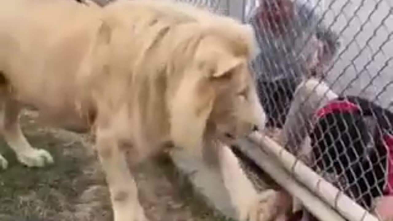 Lion politely insists visitors obey the rules.. 🦁🥹