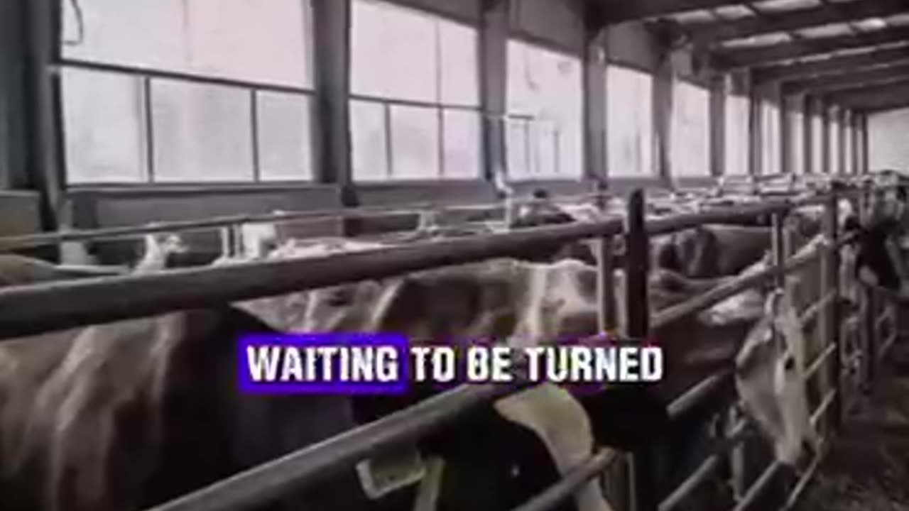 Where does the meat comes from? 🤮🤮🤮