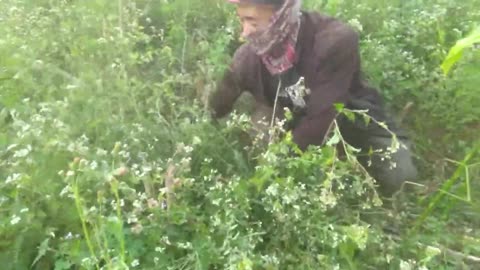 Collecting Fresh Grass for Our Farm Animals