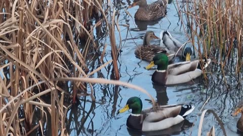 Mallard Ducks On A Pond