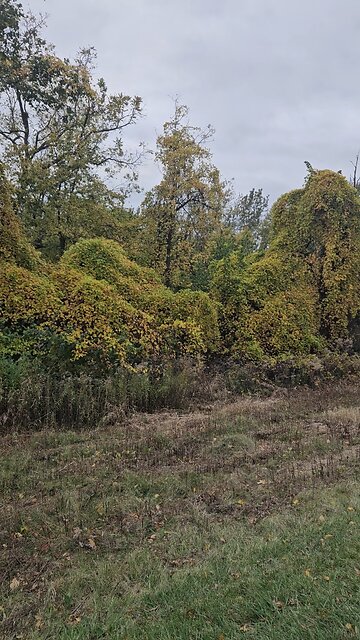 Vines Changing Colors
